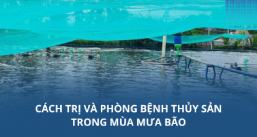 Cách trị và phòng bệnh thủy sản trong mùa mưa bão